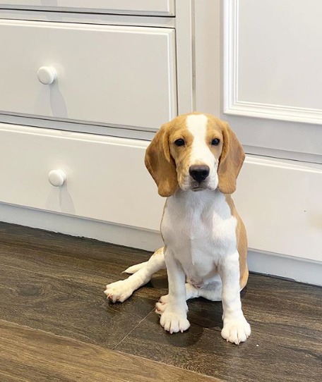 Tara Sutaria and Aadar Jain