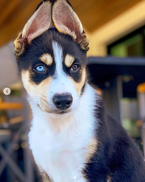 Priyanka Chopra jonas and Nick Jonas