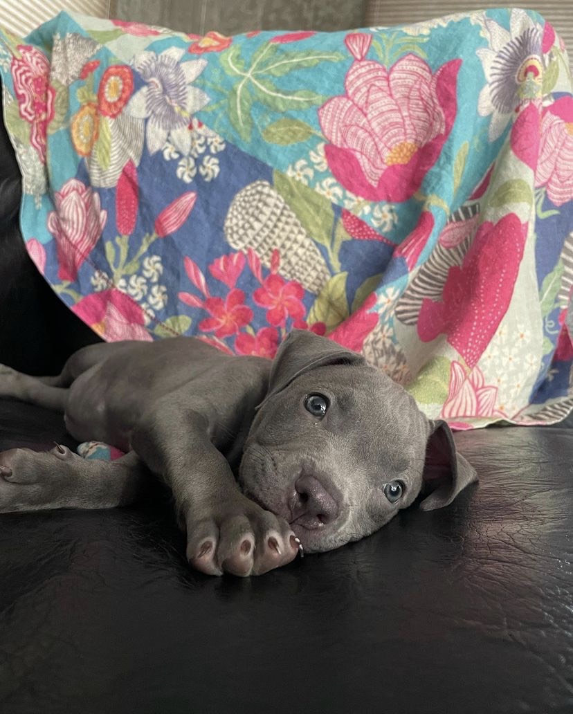 Samantha Akkineni Pet