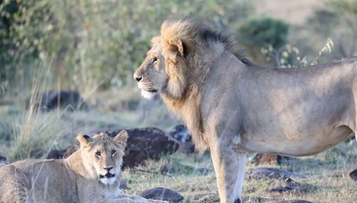 alia bhatt ranbir kapoor south africa holiday trip