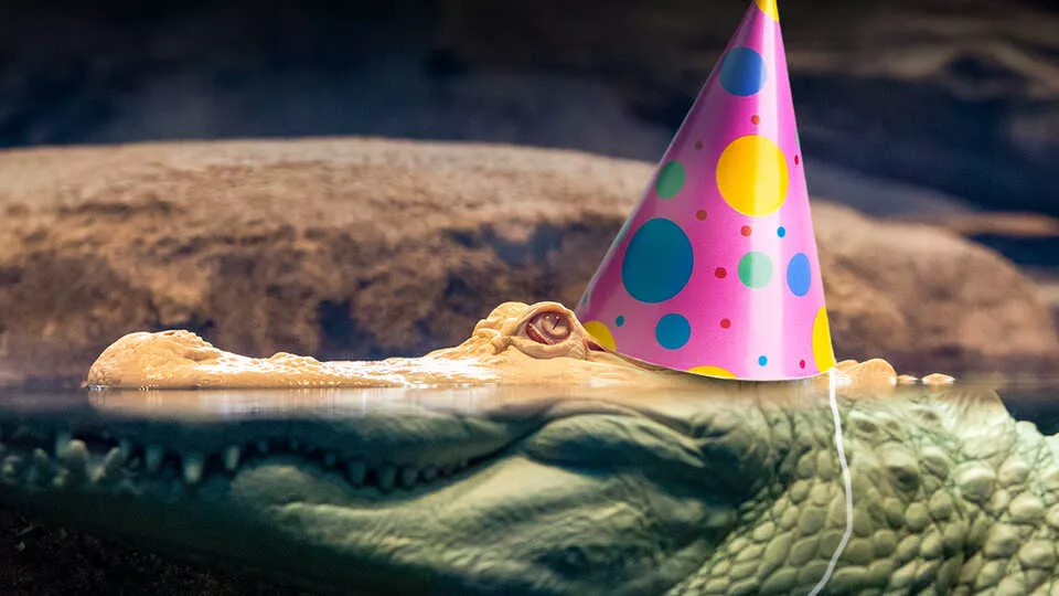 claude the alligator