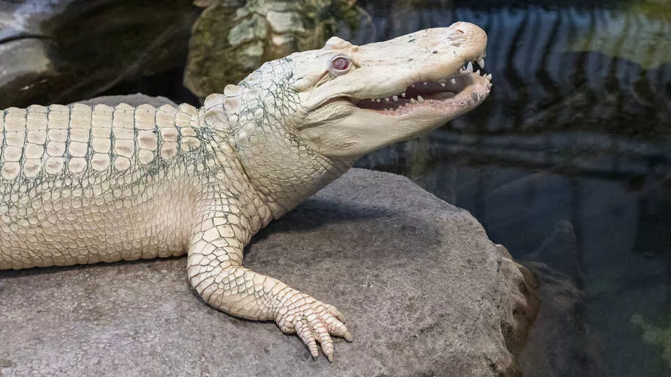 claude the alligator