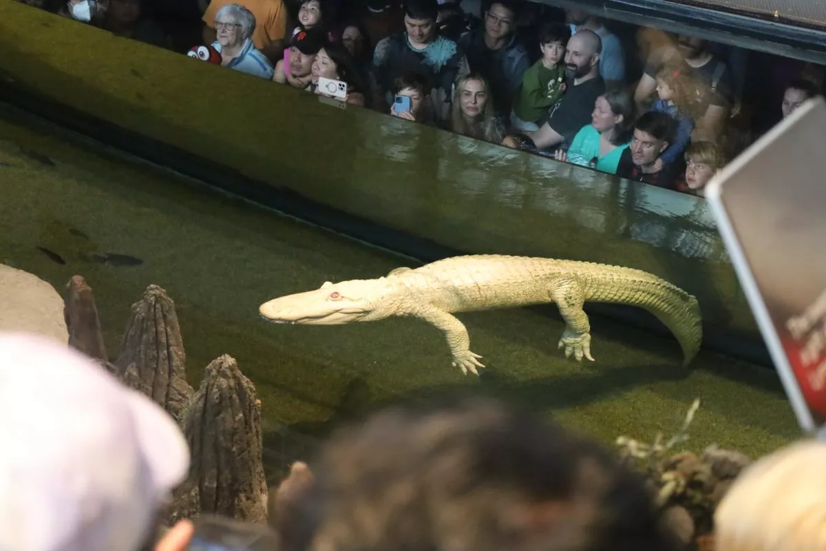 claude the alligator