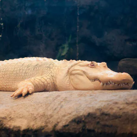 claude the alligator