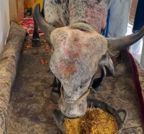 Indian Origin Family Brings Cow For Housewarming In USA