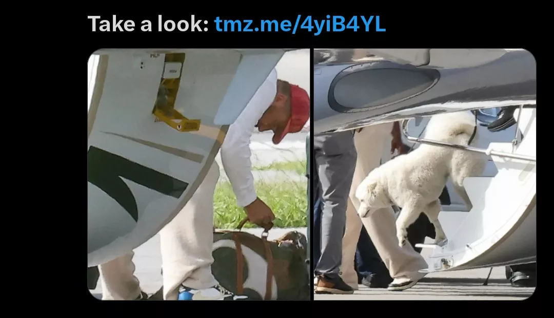 Taylor Swift white dog
