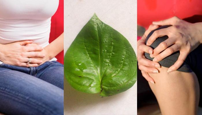 Image result for Amazing benefits of eating Betel Leaves