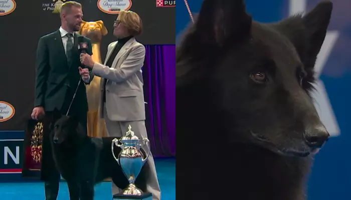 Soleil, The Belgium Sheepdog, Crowned Best Pup In '25 'National Dog Show', With A Massive Cash Prize