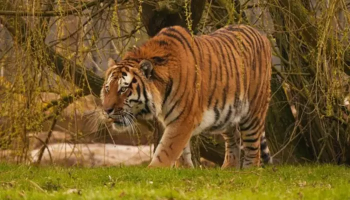 Man Killed By Tiger At Yorkshire Wildlife Park, 'Wanted To Just Play' Before It Grabbed His Neck