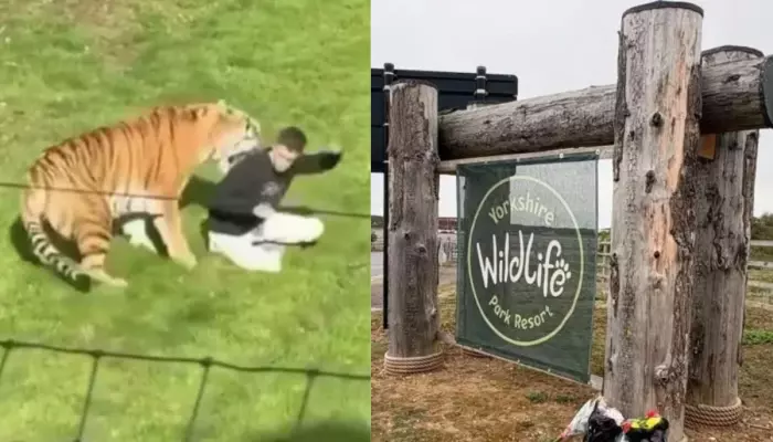 Identity Of Man Killed By A Tiger At Yorkshire Wildlife Park Will Be Kept Private, Here's Why