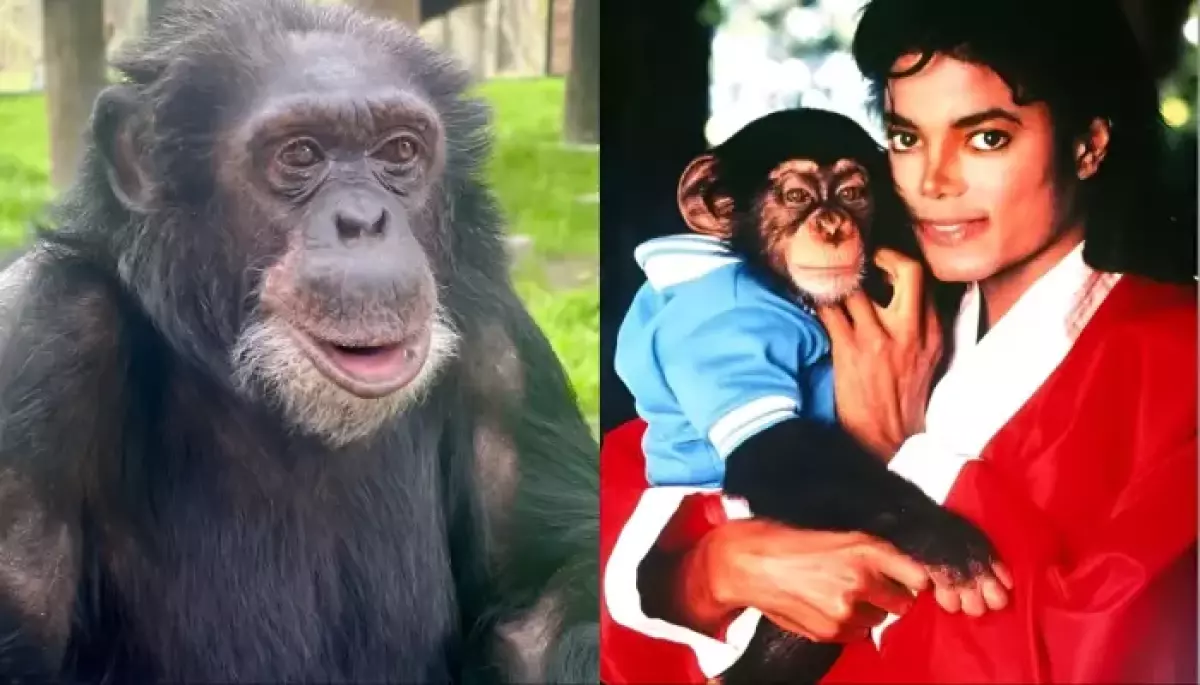 Michael Jackson’s Pet Bubbles, The Truth About The Chimp’s Whereabouts As ‘Michael’ Rules Theaters