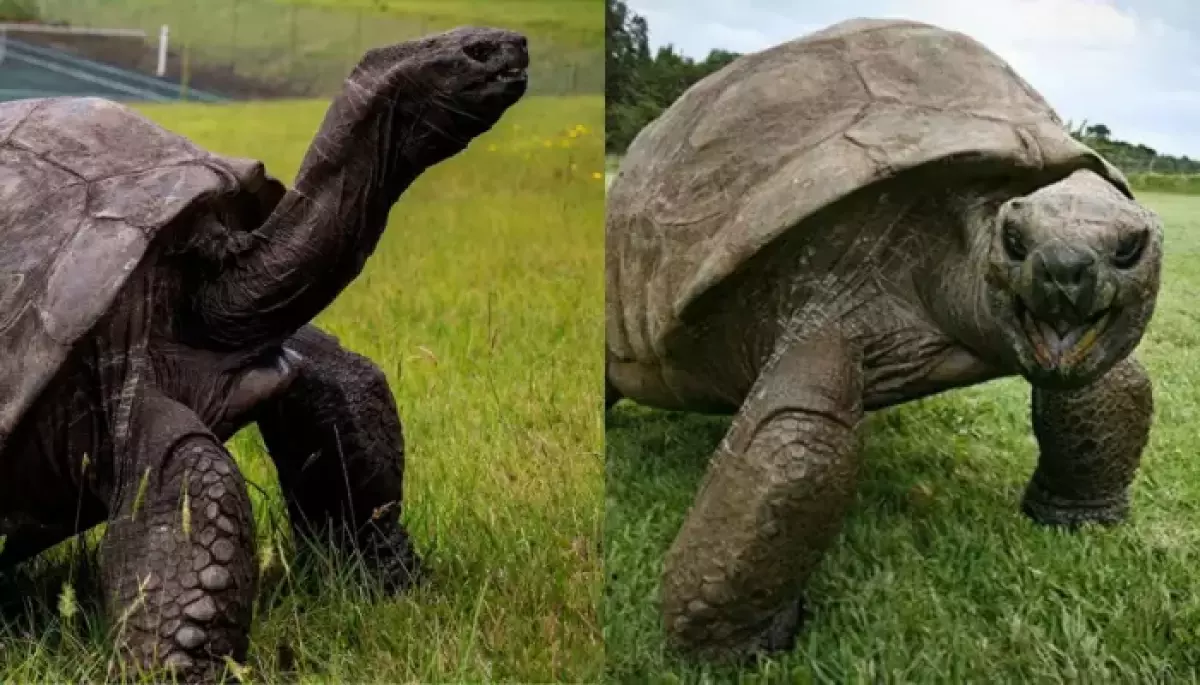 Jonathan The 193-Year-Old Tortoise Dead? World’s Oldest Tortoise Subjected To Death Hoax