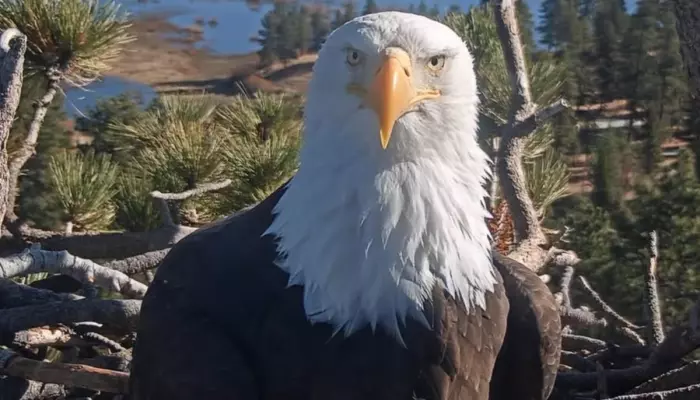 Jackie The Eagle Dies At 14, Internet's Favorite Big Bear Eagle's Cause Of Death Revealed